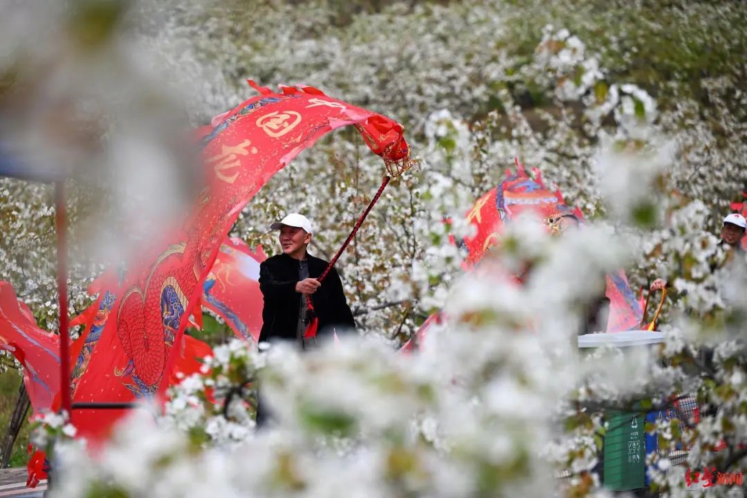 ▲彭州市葛仙山镇熙玉村，千亩梨花盛开，游客赏花休闲游 王勤 摄
